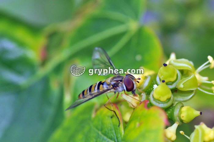 Syrphe adulte butinant des fleurs de Vigne - gryphea.org